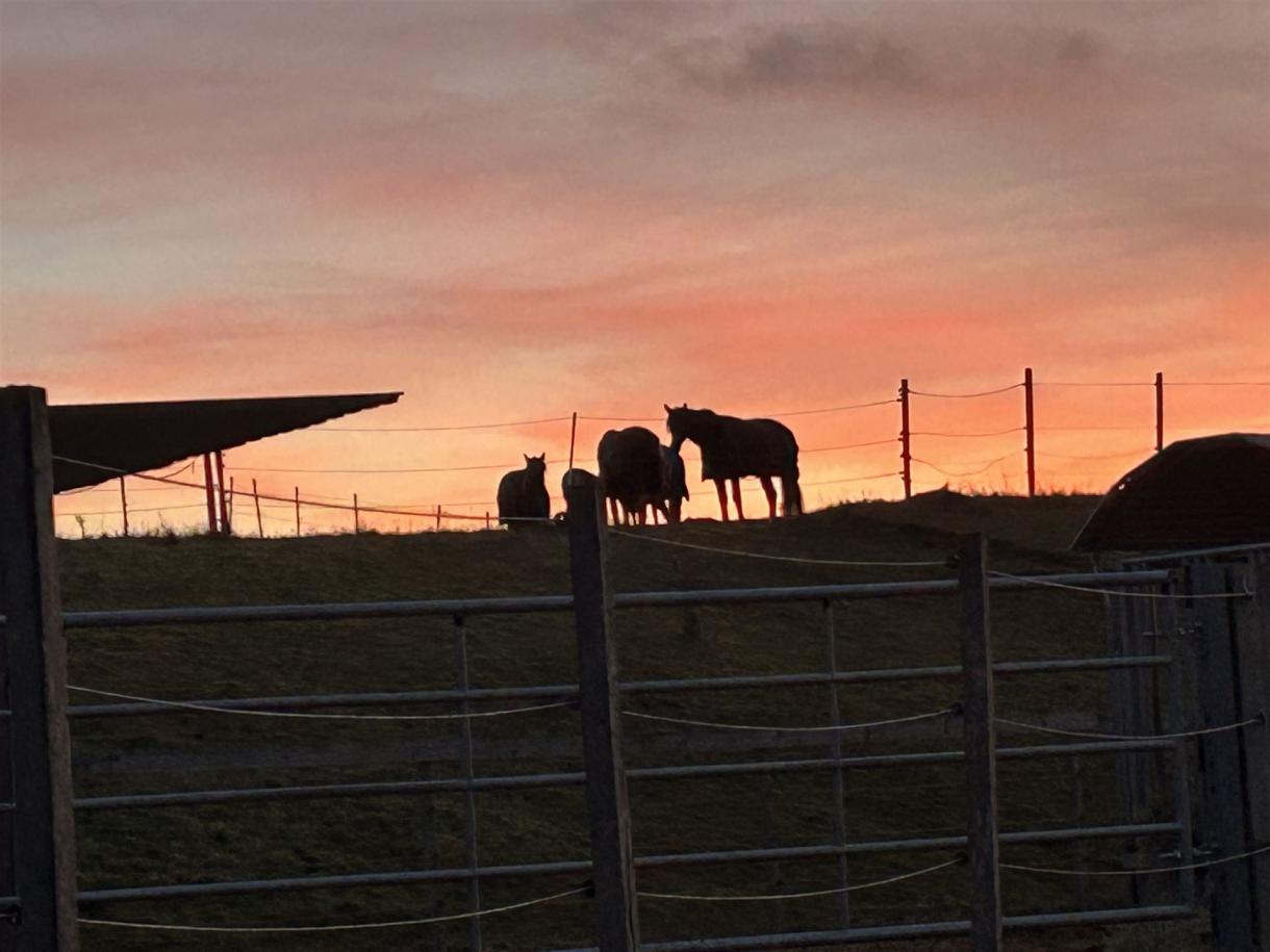 Pferde im Abendrot